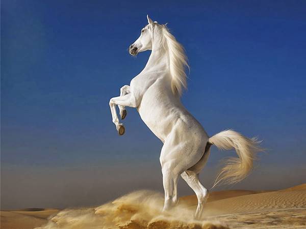 Chiêm bao mơ thấy con ngựa, đánh con gì để trúng lớn?